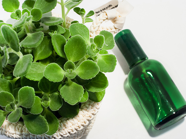 植物と小瓶
